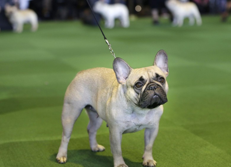 Los bulldogs franceses han crecido en la preferencia de los hogares norteamericanos. FOTO AP