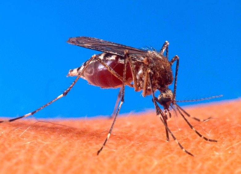 El virus del zika es transmitido por el mismo mosquito que causa el dengue y el chikungunya. FOTO archivo