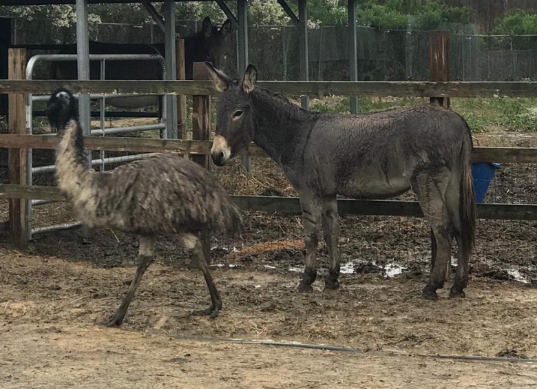 Diane y Jack en la granja donde son albergados, la emu y el burro. Foto Facebook Carolina Waterfowl Rescue