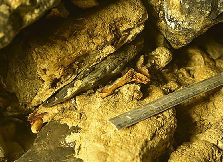 Cementerio fósil de 5 millones de años fue descubierto en Santander