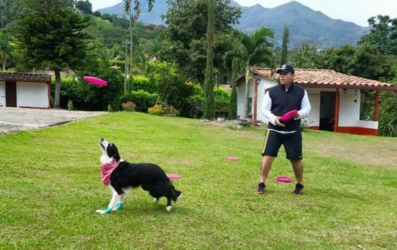 Esta es Molly un día de entrenamiento. FOTO Cortesía Disc Dog Colombia
