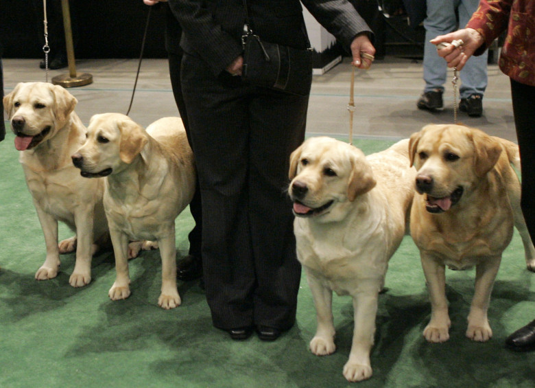 Los labradores ocupan el primer lugar en la raza preferida de perros en Estados Unidos. FOTO AP