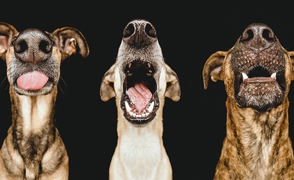 En esta imagen los tres perros de la fotógrafa, sus mejores modelos: Noodles, Scout, y Ioli. FOTO cortesía Elke Vogelsang
