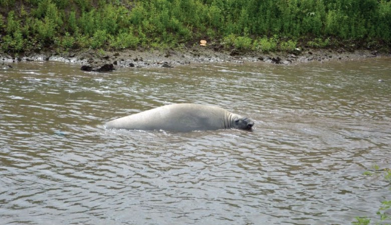 El elefante marino estaba atascado en un río. FOTO Cortesía Ministerio del ambiente Ecuador