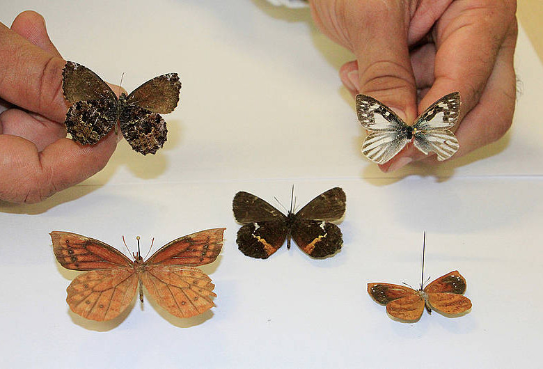 Las tres nuevas especies (arriba y centro) y las dos subespecies (abajo) halladas en Belmira. Foto cortesía Killy Alejandra Gutiérrez Guzmán/Unimedios