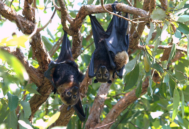 Zorros voladores muy sensibles al calor han fallecido por el intenso verano. Foto Justin Welbergen