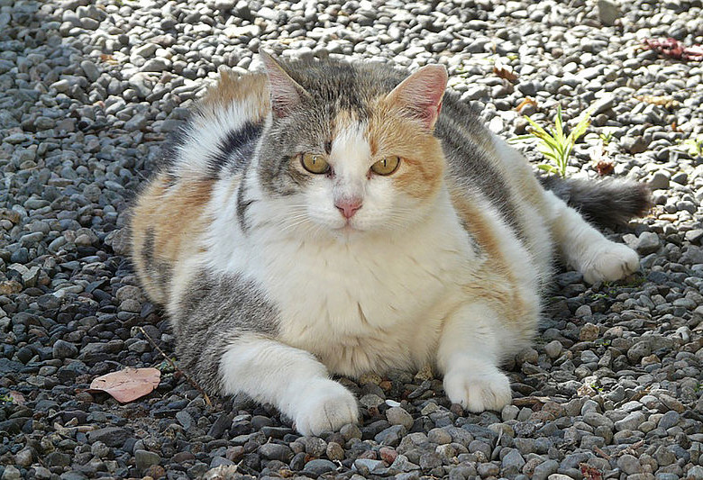 Diabetes y problemas osteoarticulares, entre los males que genera la obesidad en gatos. Foto U. Nacional