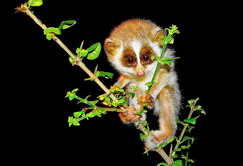 Un pequeño y esquivo lorinos, Loris lydekkerianus lydekkerianus, pegado a una rama. Foto Sayantan Das