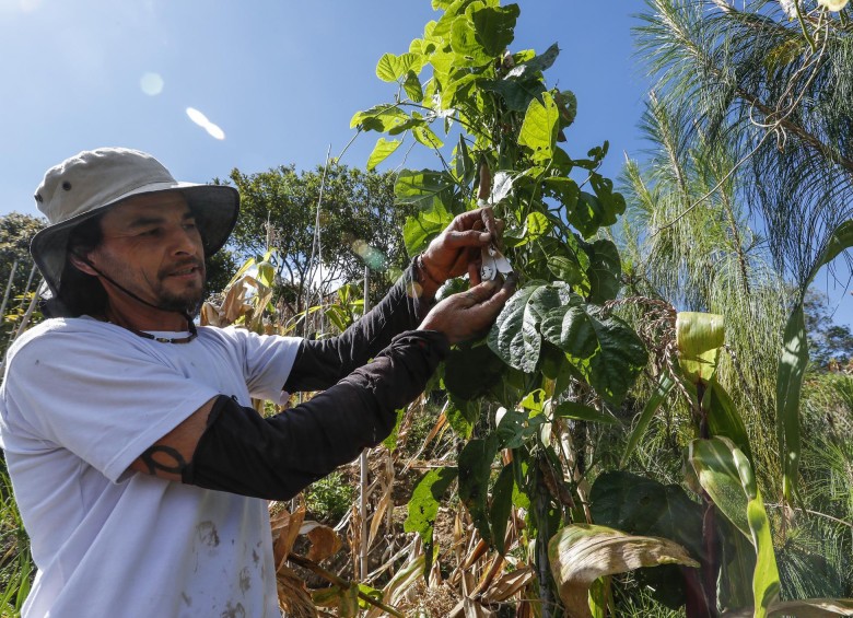 Óscar Cardona, agricultor de El Carmen del Viboral, se propuso rescatar alimentos ancestrales como el frijol cachetón, la papa blanca y el maíz capio. FOTO Róbinson Sáenz