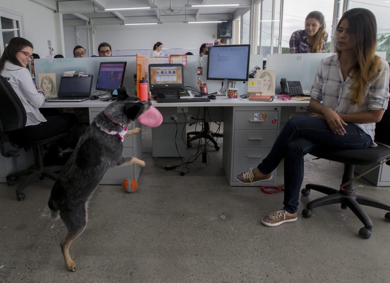 Firmas como Arkix ya permiten la interacción de colaboradores y mascotas. Sienten que el entorno laboral es más amable y se trabaja de forma más feliz. FOTO donaldo zuluaga