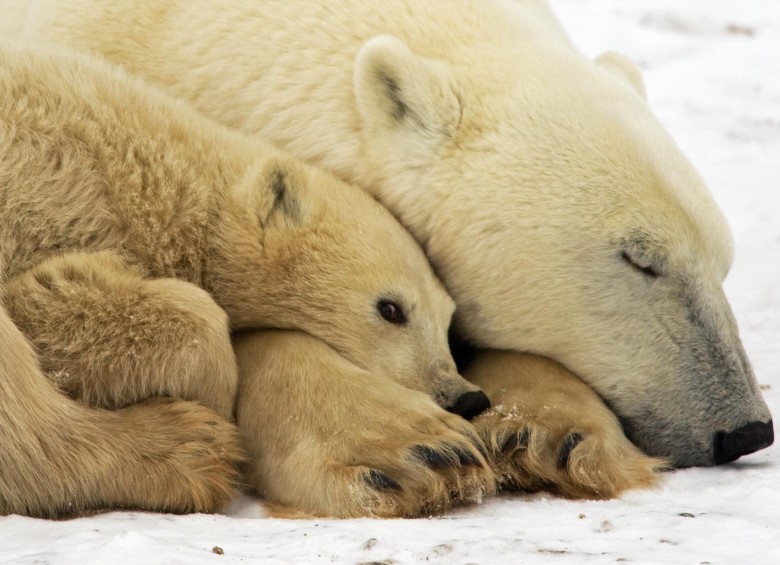 La Unión Internacional por la Conservación de la Naturaleza mantuvo al oso polar con la calificación de “vulnerable”. FOTO AFP