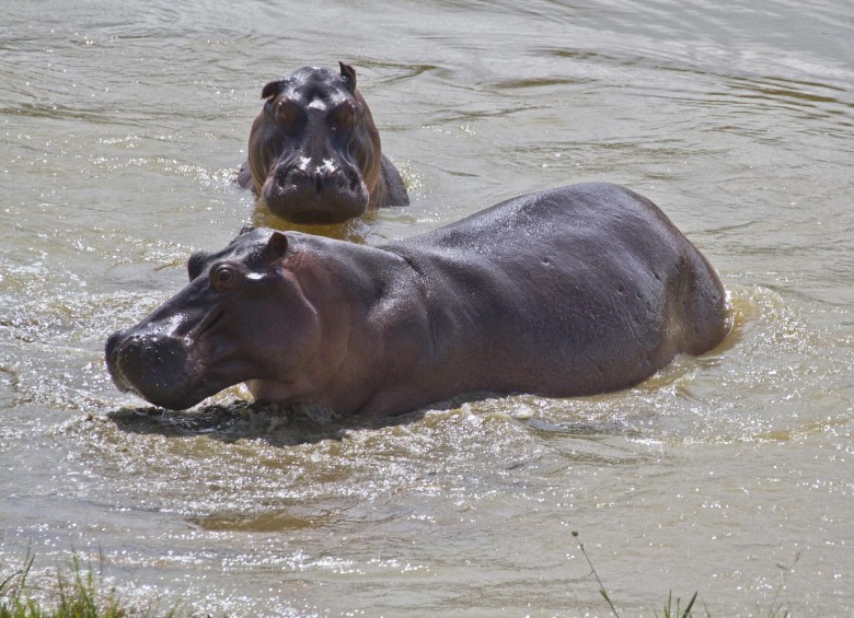 Tanto al interior de la Hacienda Nápoles como en los ríos, lagos y tierras del Magdalena Medio antioqueño habitan hipopótamos, constituyendo un peligro para los humanos. FOTO esteban vanegas