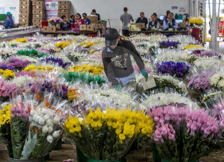 El Oriente antioqueño es la principal zona productora de flores (pompones) para la exportación. FOTO Juan Antonio Sánchez