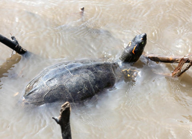 Tortuga liberada en el Magdalena Medio. FOTO CORTESÍA