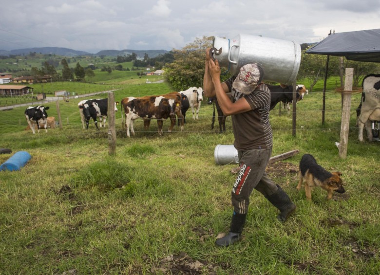 Luis Taborda, en una finca de San Pedro, carga una caneca que puede contener hasta 40 litros de leche. FOTO EDWIN BUSTAMANTE