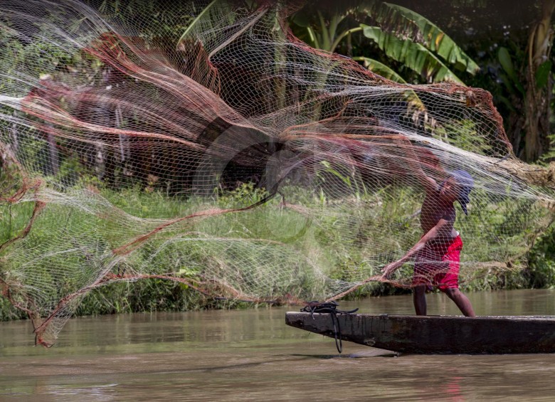 Especies como el bocachico y el nicuro están entre las más capturadas en el río Magdalena, en parte por los programas de repoblación que adelantan autoridades ambientales y pescadores artesanales. FOTO Juan Antonio sánchez