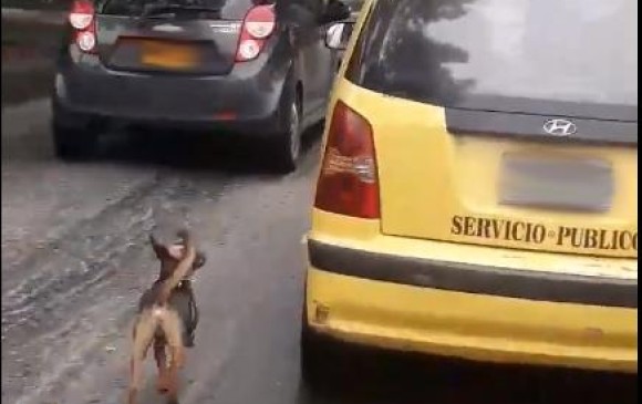 El perro corrió detrás del taxi más de 20 cuadras. FOTO CAPTURA DE VIDEO