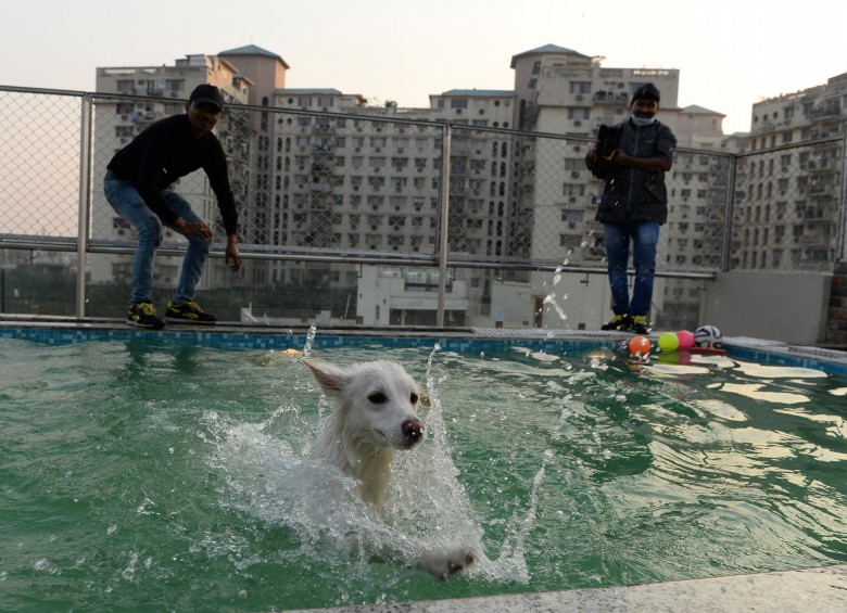 Así es Critterati, el primer hotel de lujos para perros en India. FOTO AFP