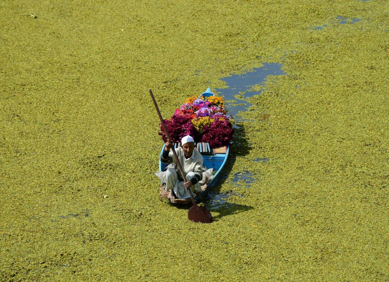 Un vendedor de flores de Kashmiri rema su bote a lo largo del lago Dal en Srinagar en la India el 9 de octubre de 2018.Foto AFP