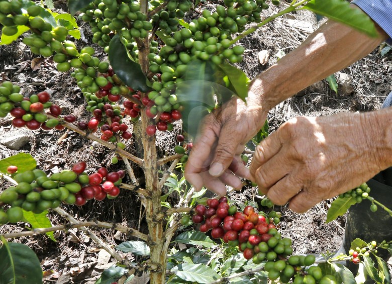 A septiembre la producción cafetera sumó 10,2 millones de sacos, 3 % más que en 2018. FOTO Juan Antonio Sánchez