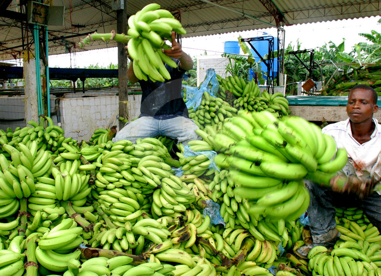 Un 50,5 % de los bananeros considera que su situación económica es buena, según la SAC. FOTO Juan Antonio Sánchez