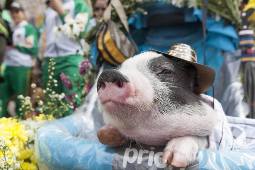 Hasta un minipig se coló en la caminata canina e hizo el recorrido. FOTO EDWIN BUSTAMANTE