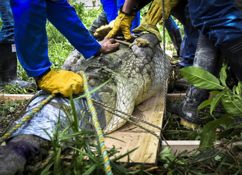 El lugar en el que se encontraba el caimán de 3,41 metros, humedal La Morela, es de 1 hectárea. Se liberó en la Ciénaga Chiqueros, de aproximadamente 6.000 hectáreas. FOTO Cortesía COrantioquia