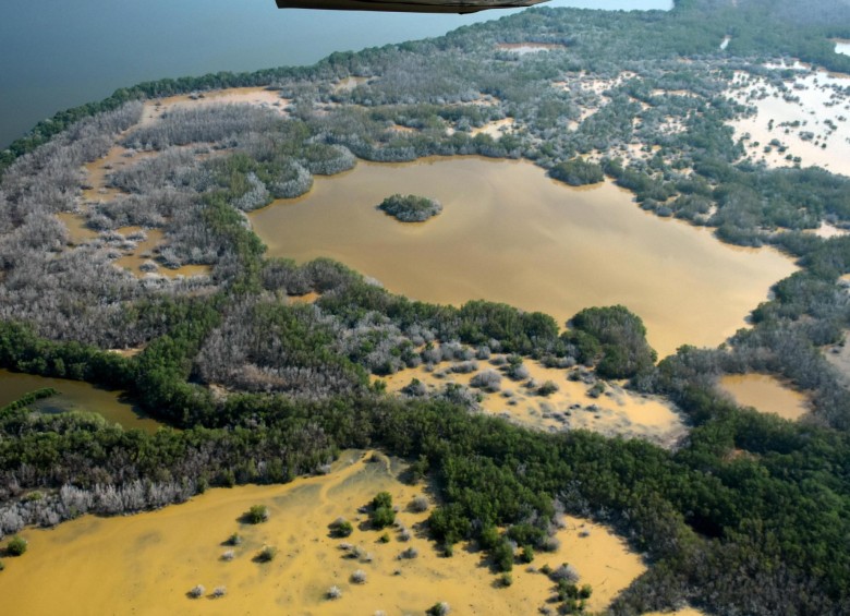 El bloqueo de agua dulce ha provocado un colapso de la Ciénaga Grande de Santa Marta. FOTO cortesía el heraldo