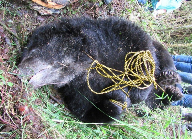 El oso fue encontrado en jurisdicción del Parque Nacional Natural Chingaza. FOTO TOMADA DE TWITTER @ParquesColombia 