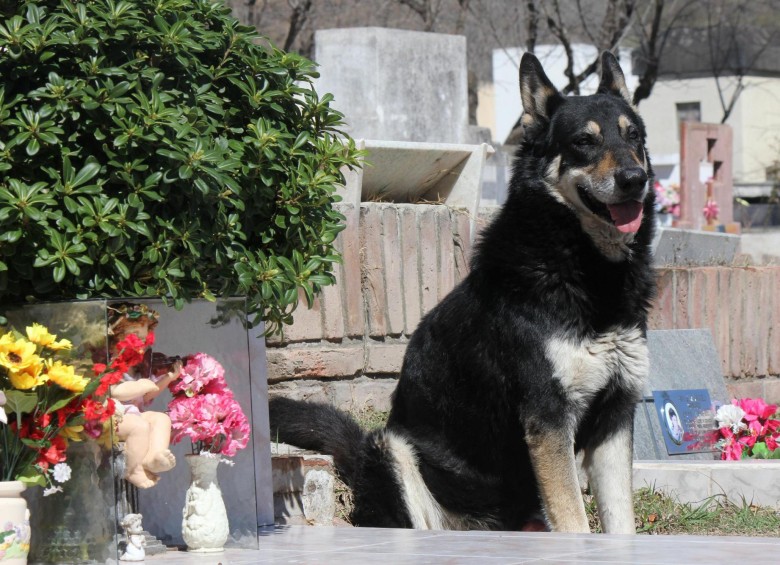 El perro Capitán junto a la tumba de su amo. FOTO EFE