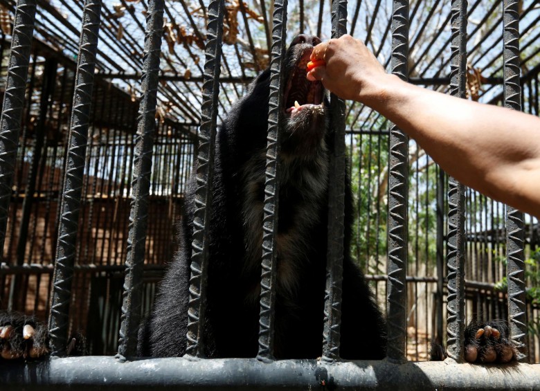 Animales de zoológicos mueren de hambre en Venezuela