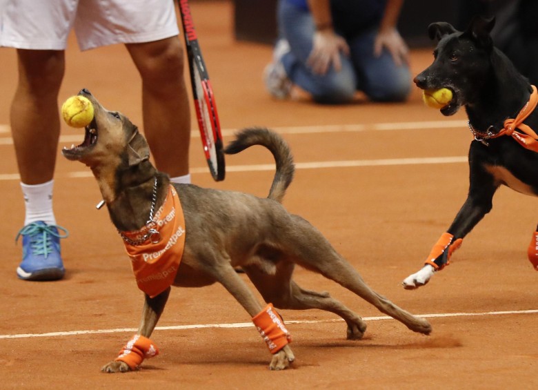 Perros entrenados para recoger las bolas de tenis participaron en un evento de exhibición con el objetivo de promover la adopción de animales callejeros. FOTO EFE/Sebastião Moreira