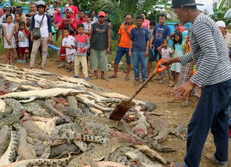 Una multitud enfurecida masacra a 300 cocodrilos en Indonesia