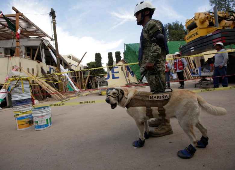 Frida, la perra rescatista héroe del terremoto en México