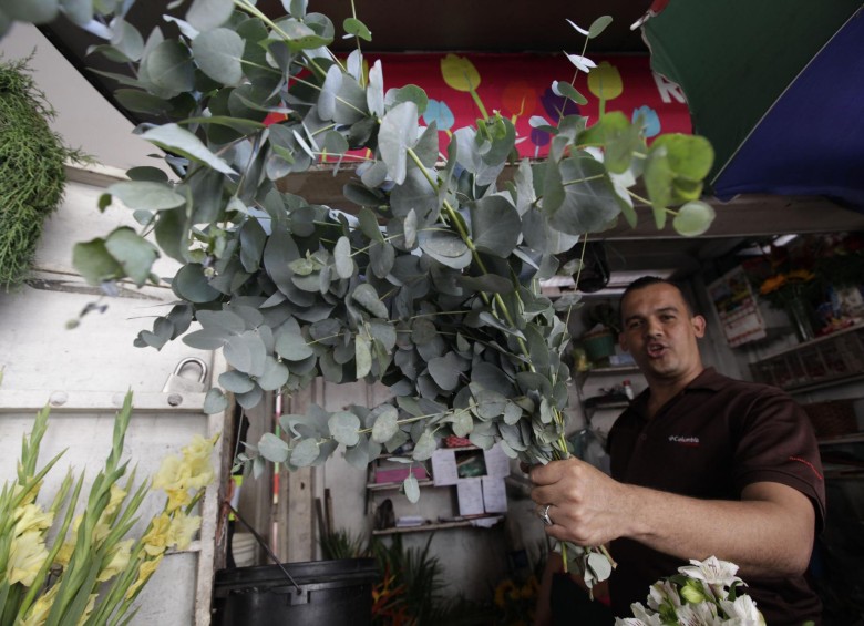Un vendedor de flores enseña unos tallos de eucalipto en Caracas, Venezuela. La gente ahora quema de eucalipto como un método para mantener los insectos alejados. FOTO AP