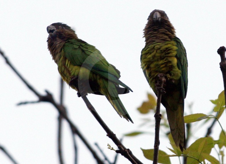 Loros en Medellín. Antioquia, donde más especies observaron en el Global Big Day. FOTO Julio César Herrera
