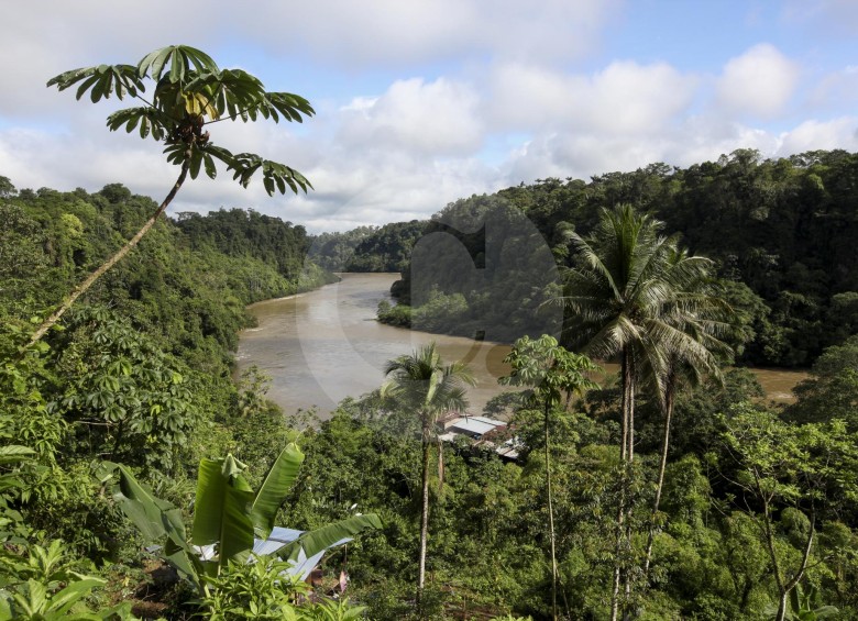Cultivos de coca en frontera con Ecuador. Fotos: Manuel Saldarriaga 