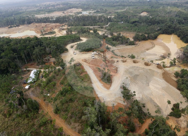 En la región del Bajo Cauca antioqueño, la minería ilegal ha destruido más de 50.000 hectáreas de bosques. El objetivo es reforestar todas las zonas impactadas. FOTO donaldo zuluaga