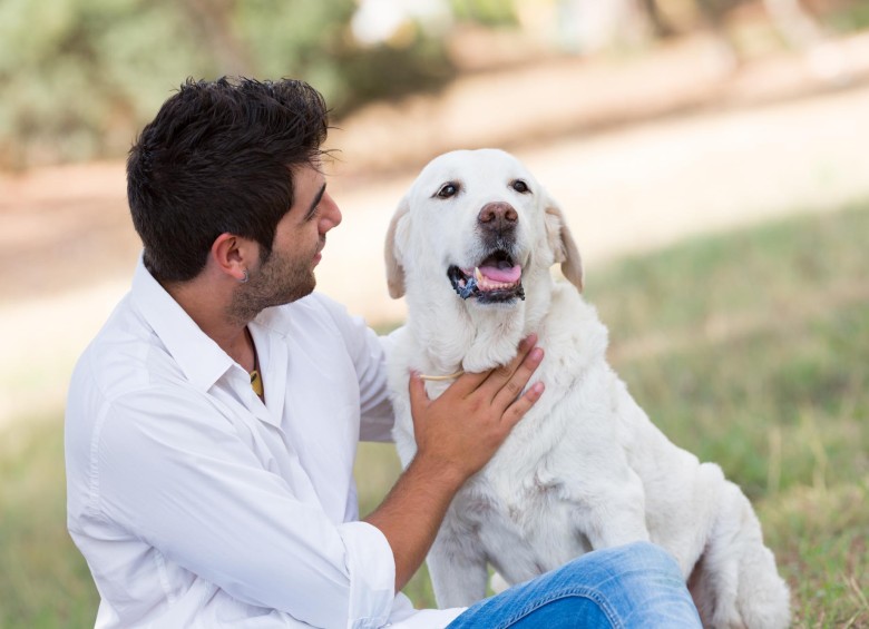 Los dueños de labradores deben controlar más las porciones del perro para que no caigan fácilmente en la obesidad debido a esta variable genética. FOTO Shutterstock