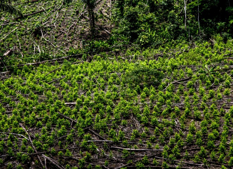Según Corpoamem, para “las mafias de la coca y de la tierra” es un problema que se hable de sustitución de cultivos ilícitos. Foto Colprensa