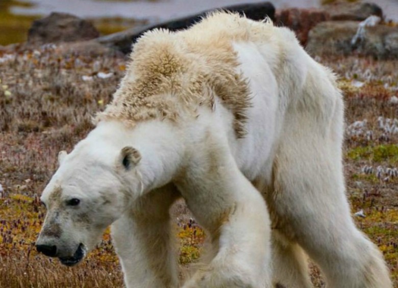 El oso polar moribundo en el Ártico. Foto Instagram de Cristina Mittermeir