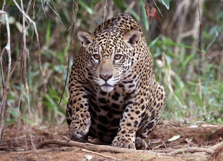 El jaguar tiene la mordida más potente de todos los felinos y rompe hasta caparazones de tortugas. También es uno de los animales más importantes dentro de la cosmovisión prehispánica, de ahí su presencia central en distintas artesanías y orfebrerías indígenas. FOTO Charles Sharp-P. Blachier
