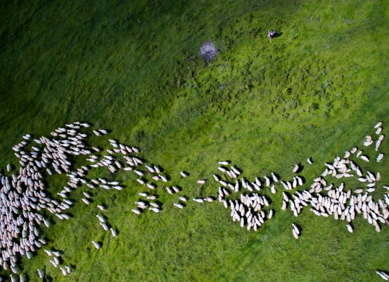 El segundo lugar en naturaleza fue para Szabolcs Ignacz, imagen de un rebaño de ovejas en Rumania. FOTO Cortesía Szabolcs Ignacz y Dronestagram.