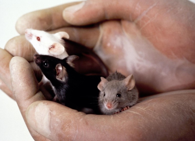 Los ratones sirven para estudiar muchas conductas y enfermedades también vistas en humanos. FOTO NCI