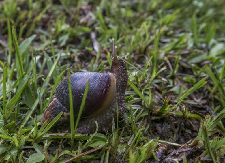 Caracol Africano Plaga Que Se Expande En La Loma De Los Bernal