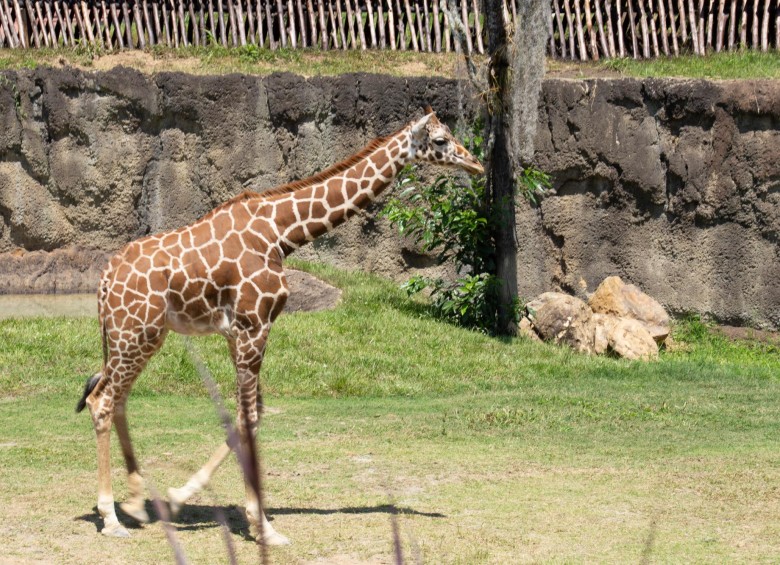Una de las jirafas que llegaron a Pereira. Foto Cortesía Ukumarí