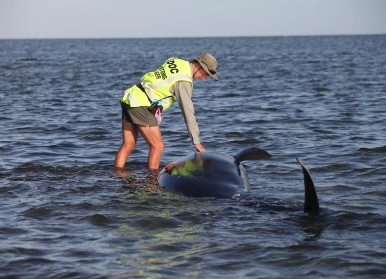 En total 148 ballenas quedaron atrapadas. FOTO AP