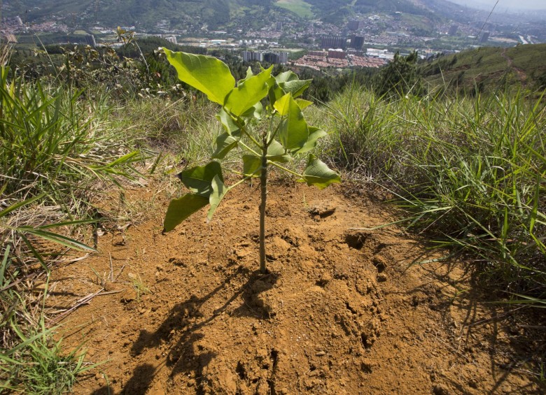 Por fin, el Quitasol tendrá una coraza vegetal