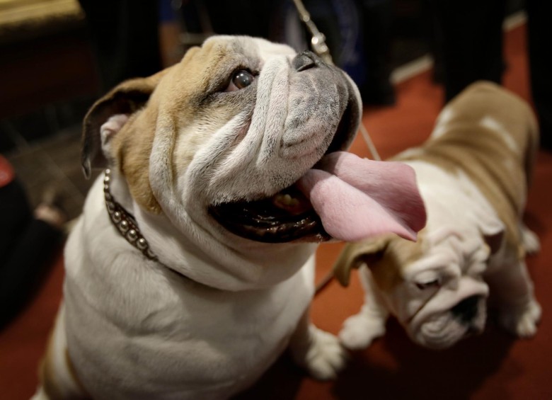 los bulldog registraron su mejor marca hasta ahora, un cuarto puesto en el listado. FOTO AP