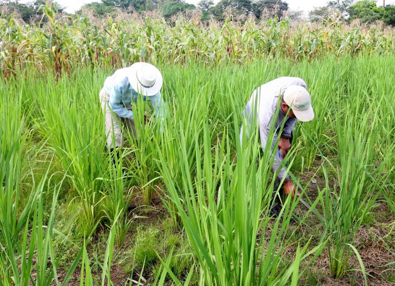 La condición climática ha causado dificultades en diversos cultivos en el país. FOTO archivo La condición climática ha causado dificultades en diversos cultivos en el país. FOTO archivo